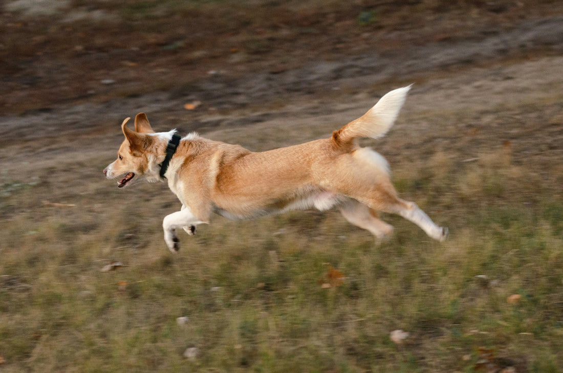 AirBolt dog GPS tracker