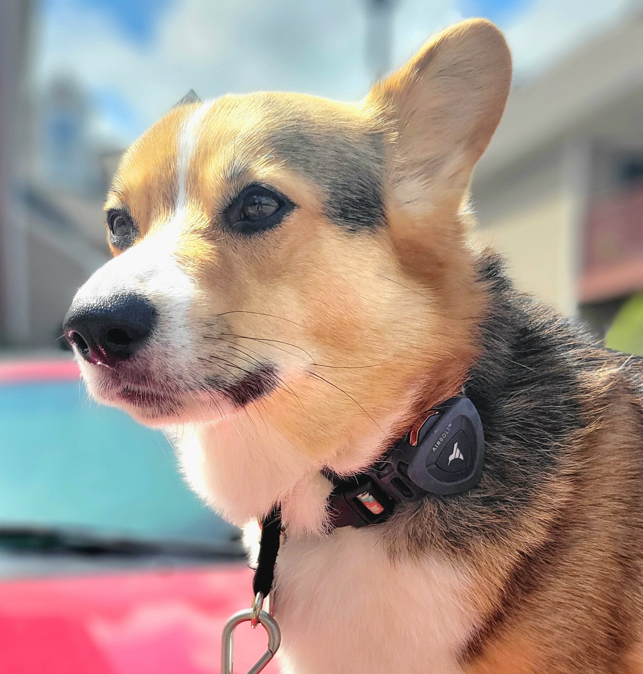 How Accurate Are Dog GPS Trackers?