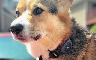 How Accurate Are Dog GPS Trackers?