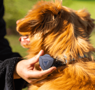 Pet First Aid with AirBolt - AirBolt