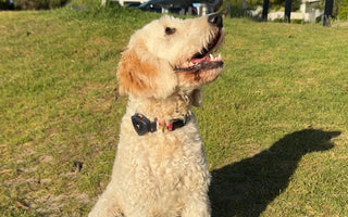 How to Dog-Proof Your Home and Prevent Escapes