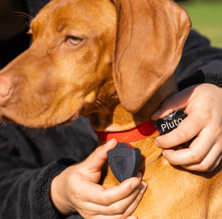 Keeping Your Pets Happy During The Holidays - AirBolt