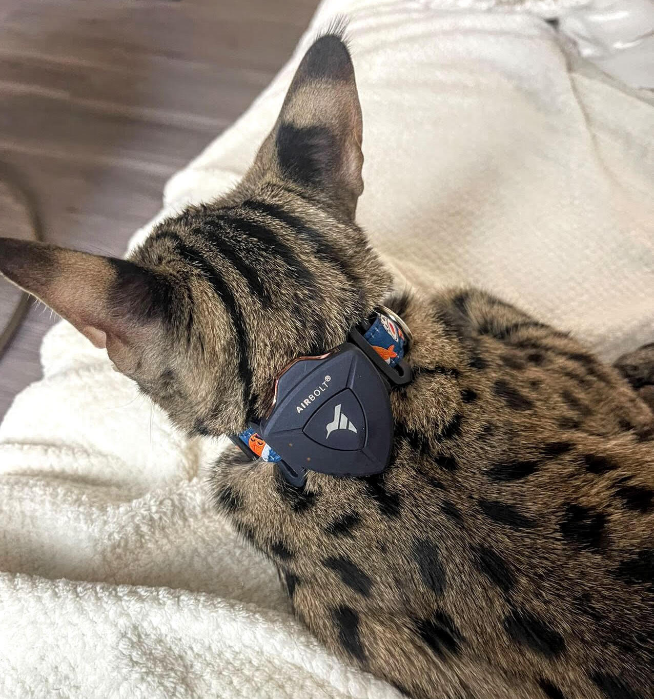 The Ultimate Guide to GPS Trackers for Pets