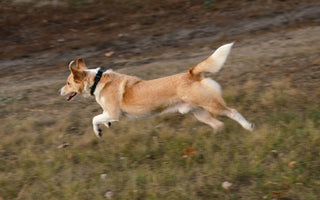 AirBolt dog GPS tracker