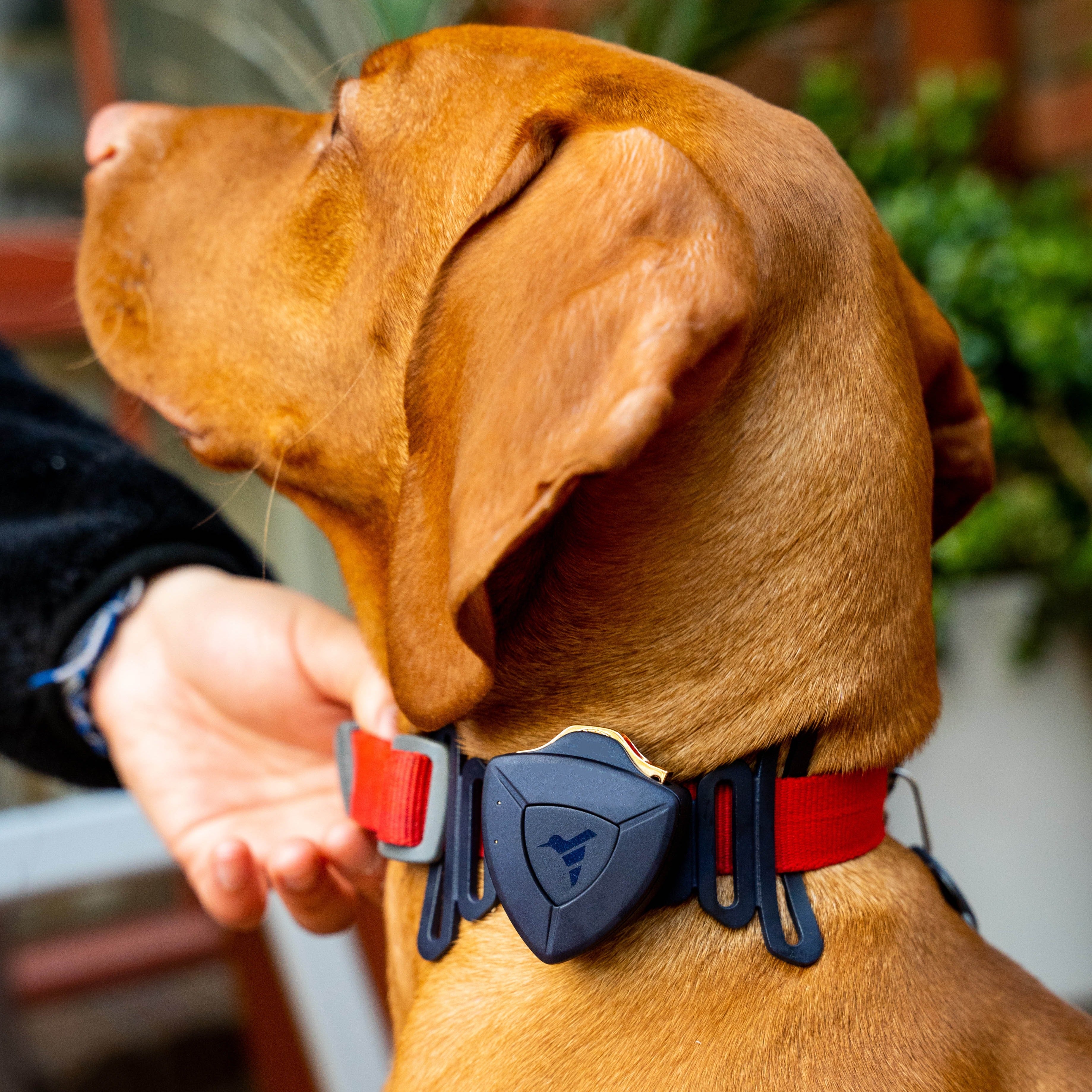 AirBolt® GPS + Pet Collar