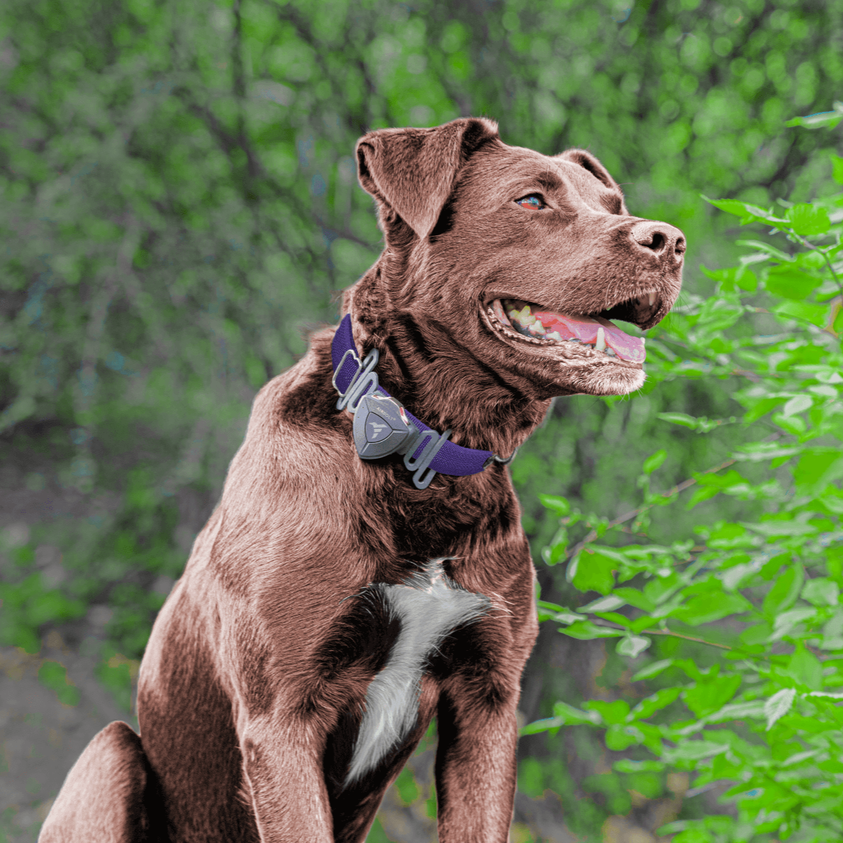 AirBolt® GPS + Pet Collar