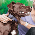 AirBolt Pet Collar Attachment Accessory